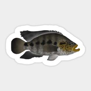 Jaguar Cichlid Sticker